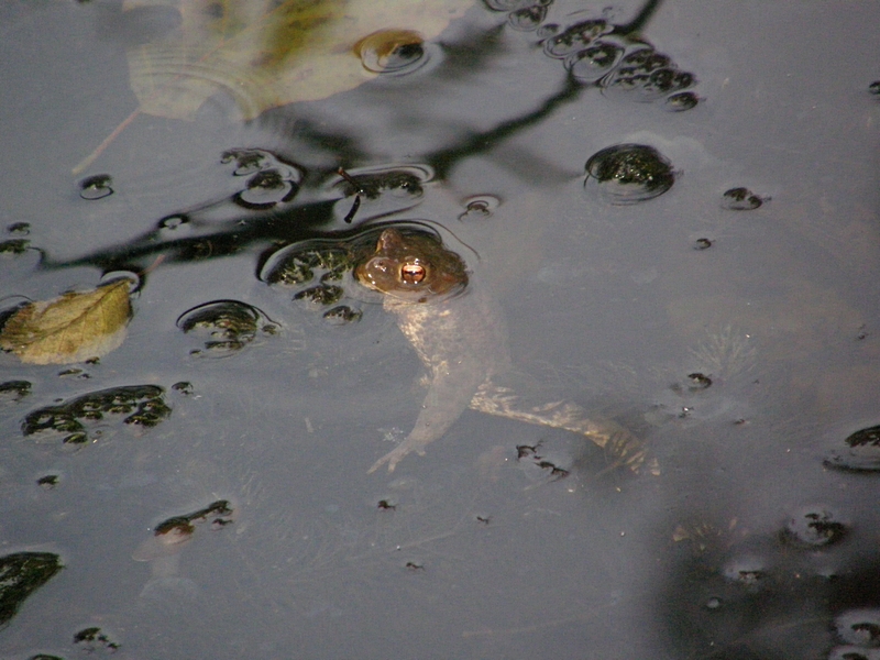 Frosch im Teich, im Wasser hngend
