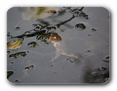 Frosch im Teich, im Wasser hngend