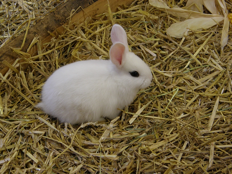Kaninchen, wei (2)