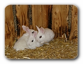 Drei weie Kaninchen