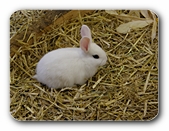 Kaninchen, wei (2)