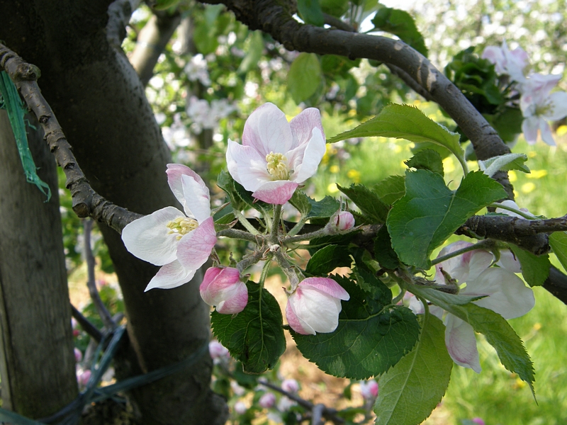 Obstblten wei-rosa