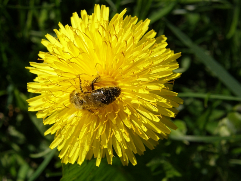 Lwenzahn mit Biene