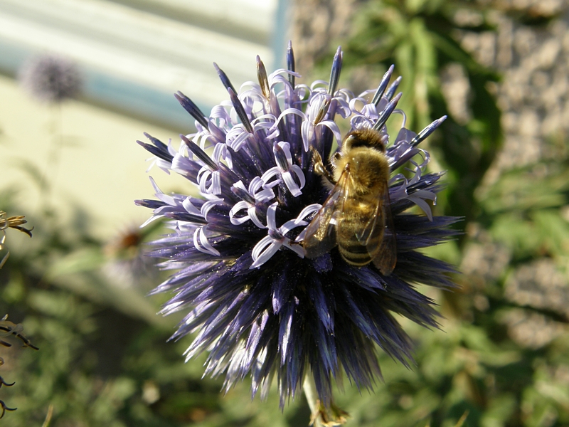 Blte blau mit Biene