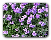 Blten violett (2)