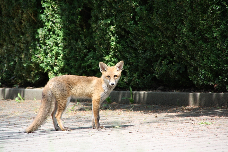 Fuchs schaut her