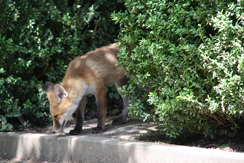 Fuchs, herabschauend