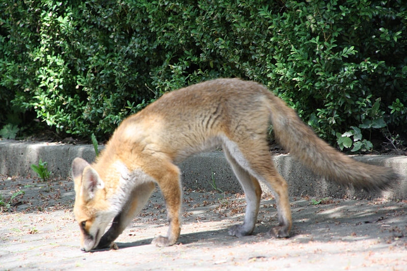 schnuppernder Fuchs