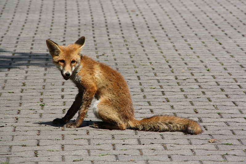 Fuchs sitzend, schaut her