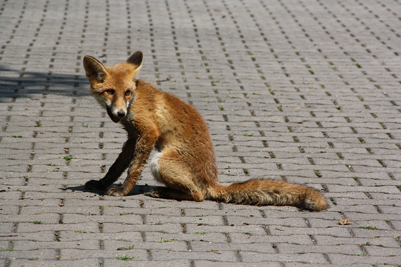 Fuchs sitzend, schaut her