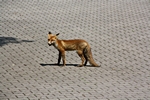 Fuchs seitlich (2)