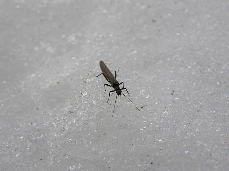 Winter-Insekt