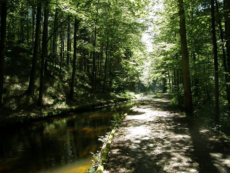 Waldweg am Kanal
