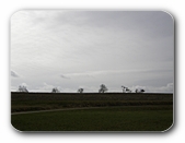 Bume am Horizont