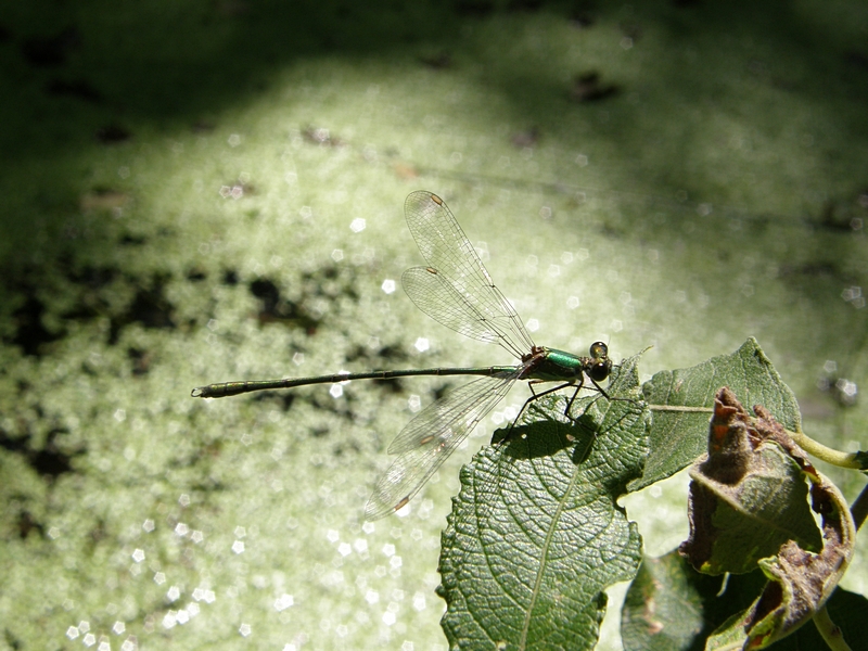 Libelle ber Wasserlinsen (Burach, RV)