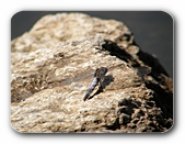 Libelle auf Stein