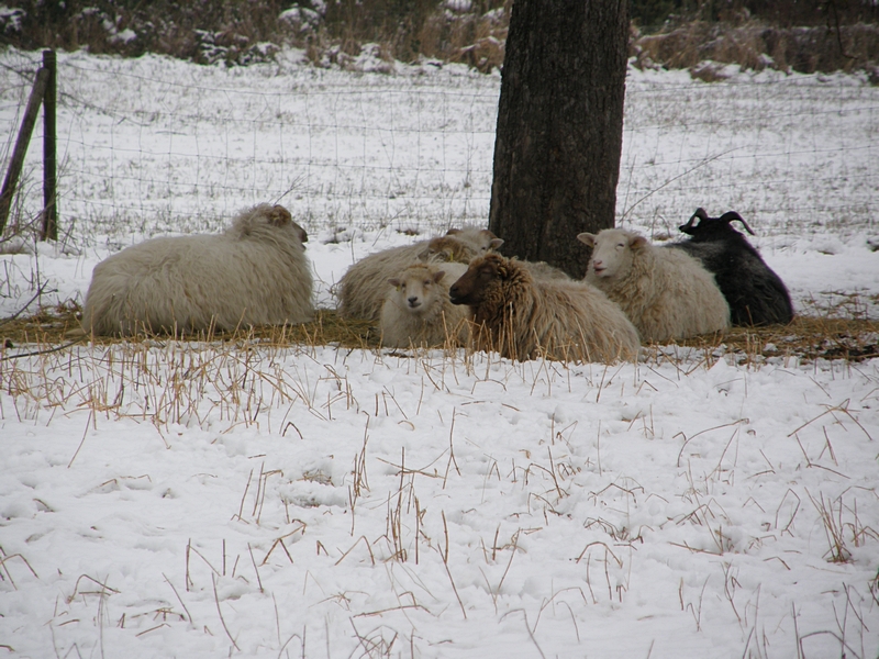 Schafe in der Klte