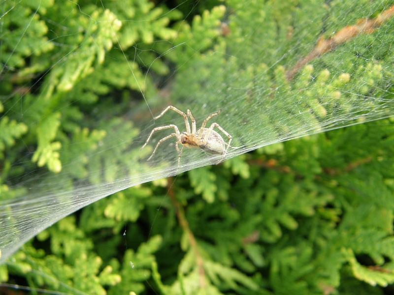 KKleine Spinne auf ihrem Netz