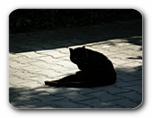 Katze im Schatten