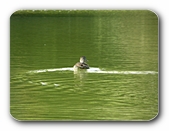 Ente entschwimmt