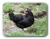 Schwarze Henne, seitlich