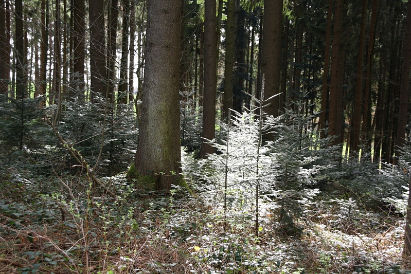 Weisser Baum