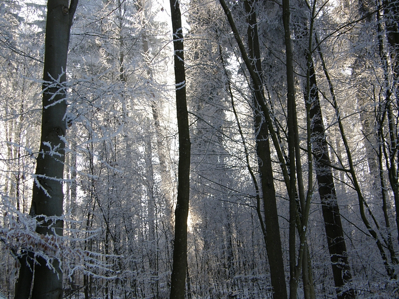 Winterwald mit Reif