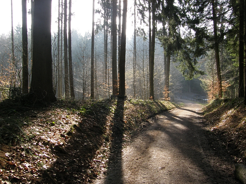 Waldweg mit Schatten