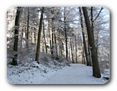 Winterlicher Waldweg