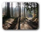 Waldweg mit Schatten
