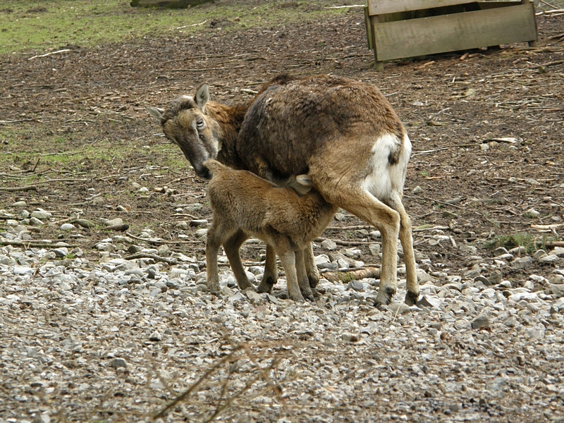 Sugende Hirschkuh