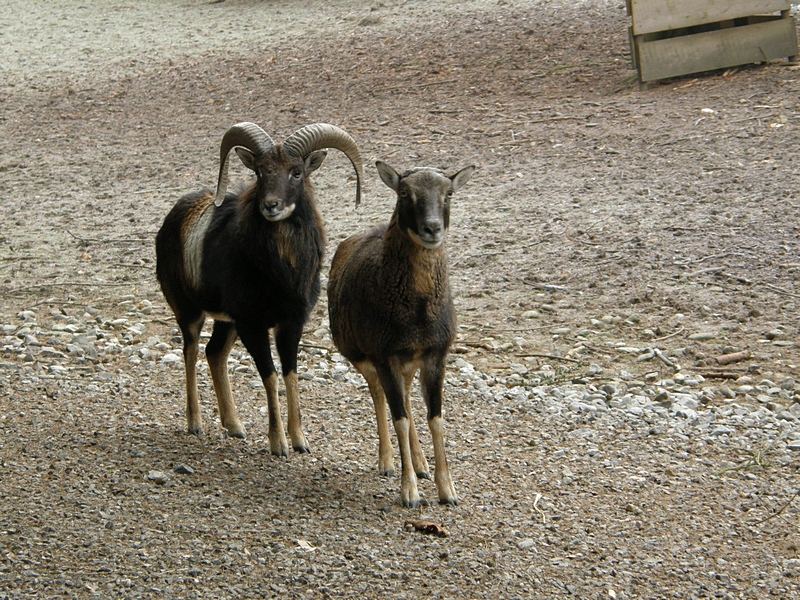 Zwei Mufflons