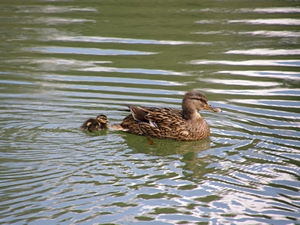 Entenmutter mit K�ken
