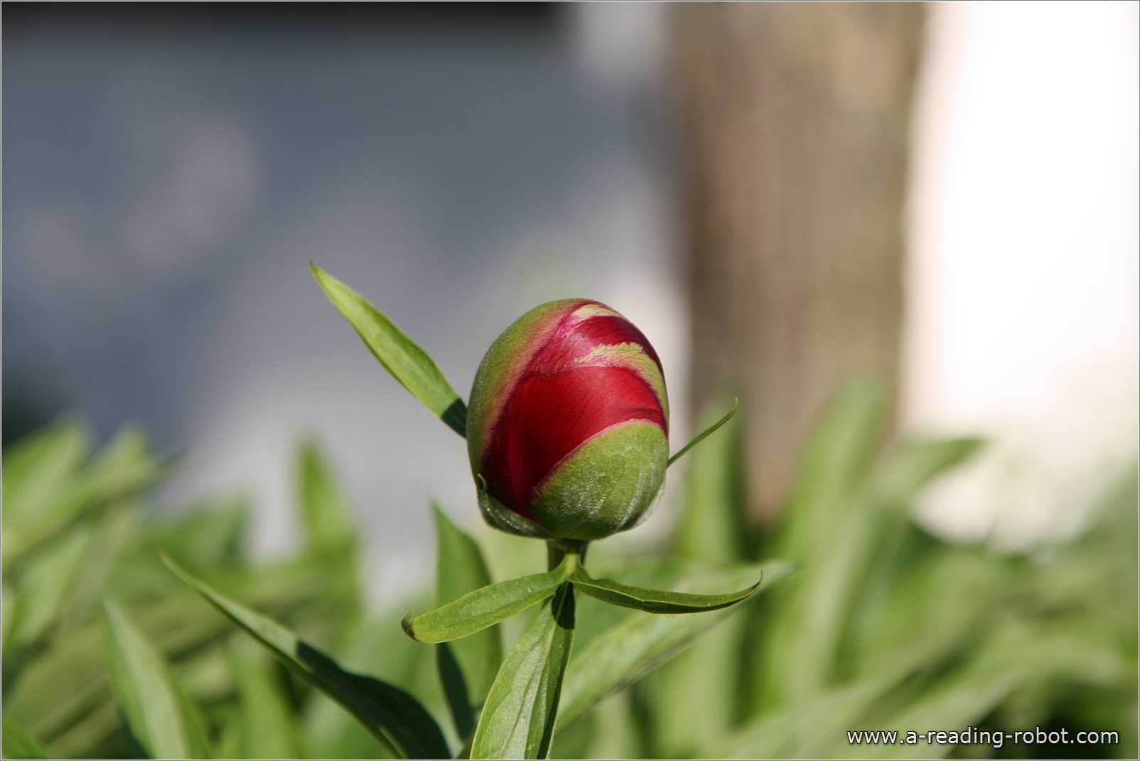 Pfingstrose, erbl�hend II