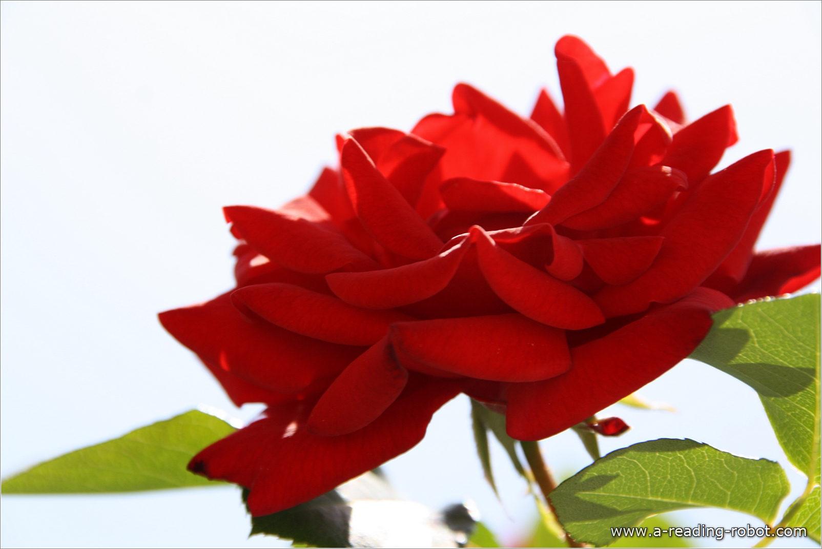 Aufbl�hende Rose, freigestellt