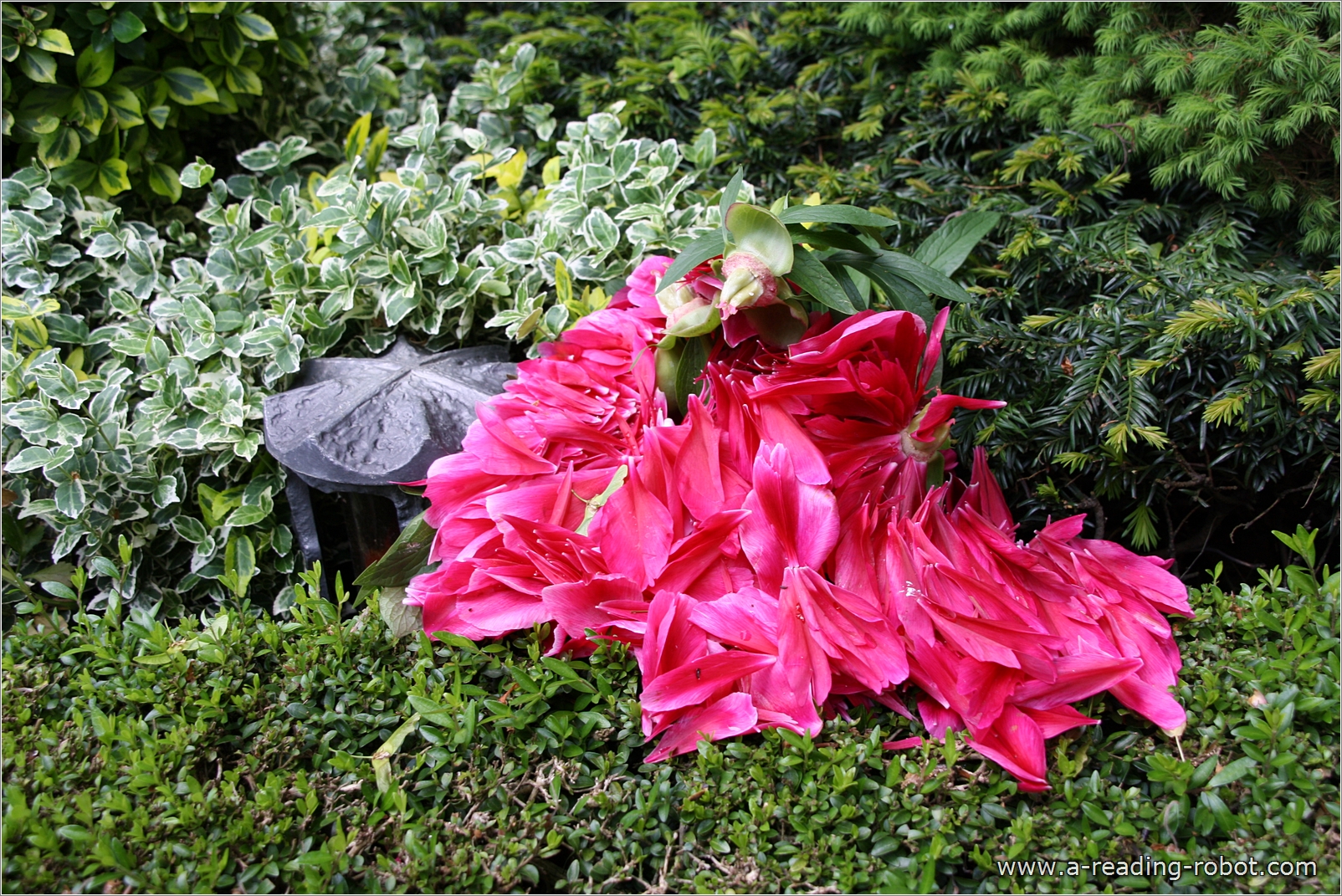 Verbl�hte Pfingstrose