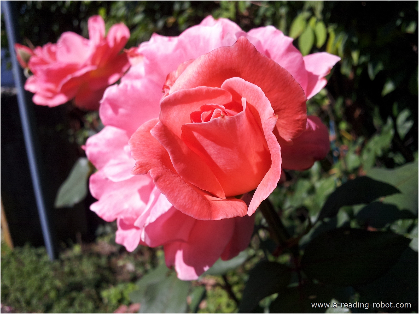 Zwei Gartenrosen f�r Dich zu Valentin