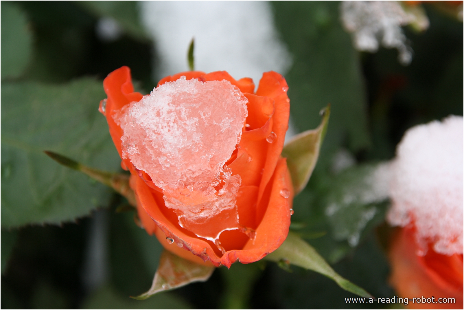 Rosenbl�ten mit Schnee