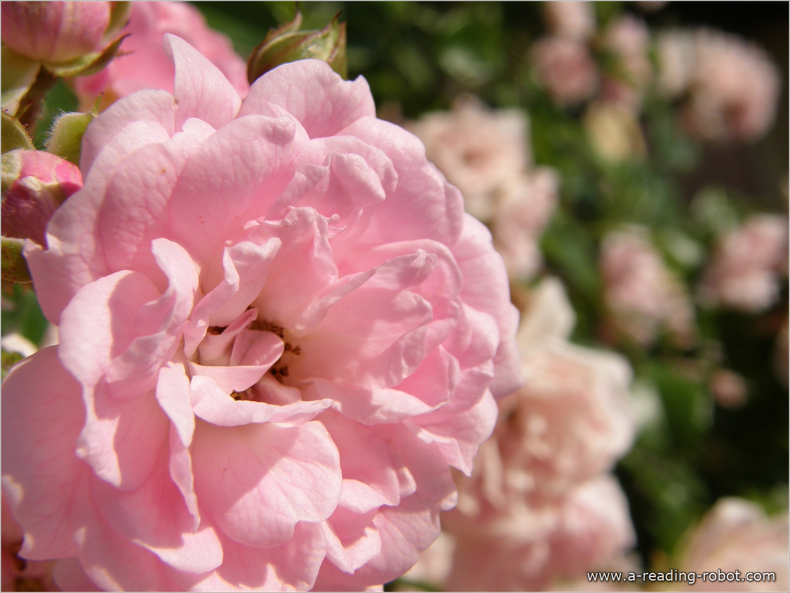 Buschrose, nah - f�r Dich zu Valentin