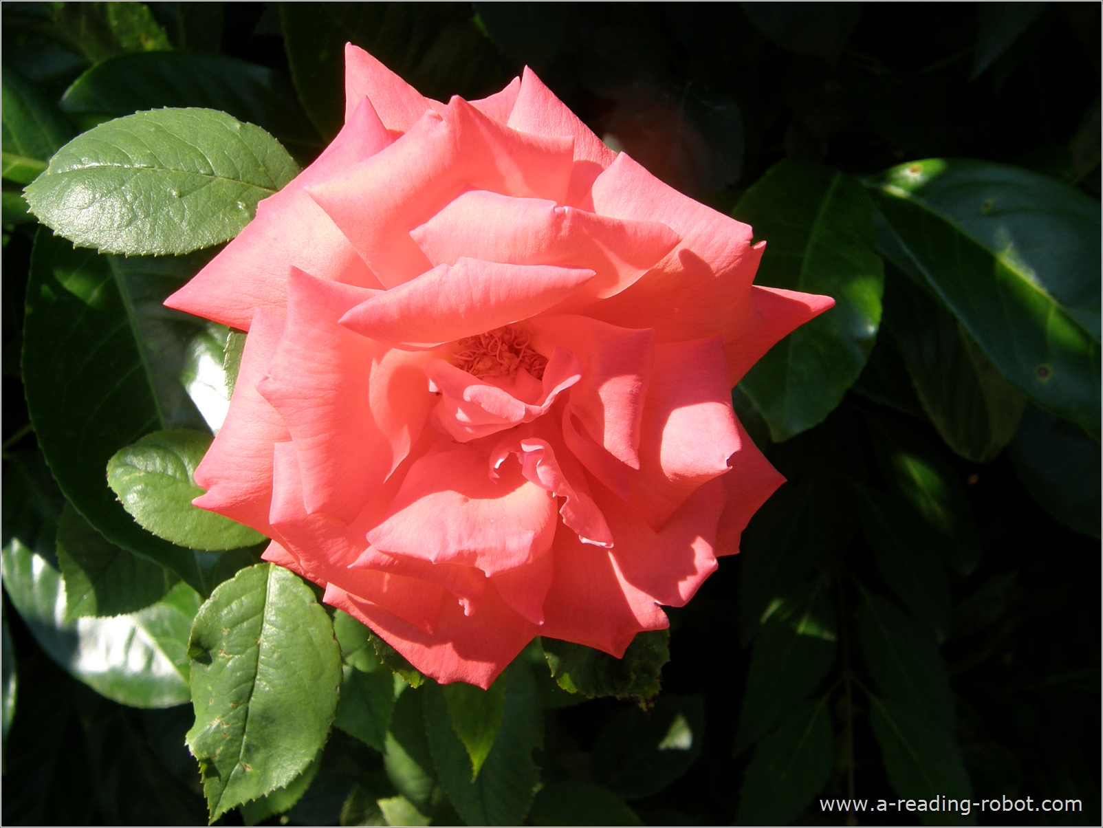 Rosenbl�te vor schattigem Geb�sch