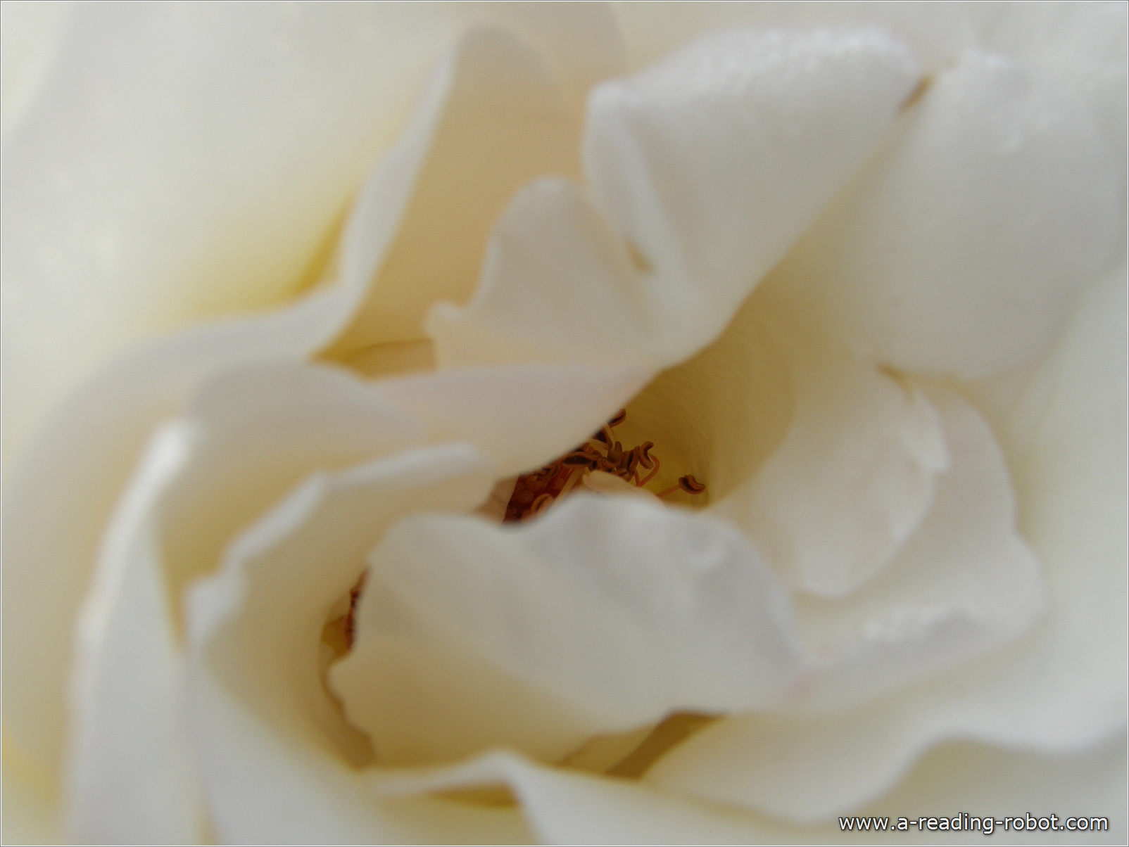 Wei�e Rose (Detail)