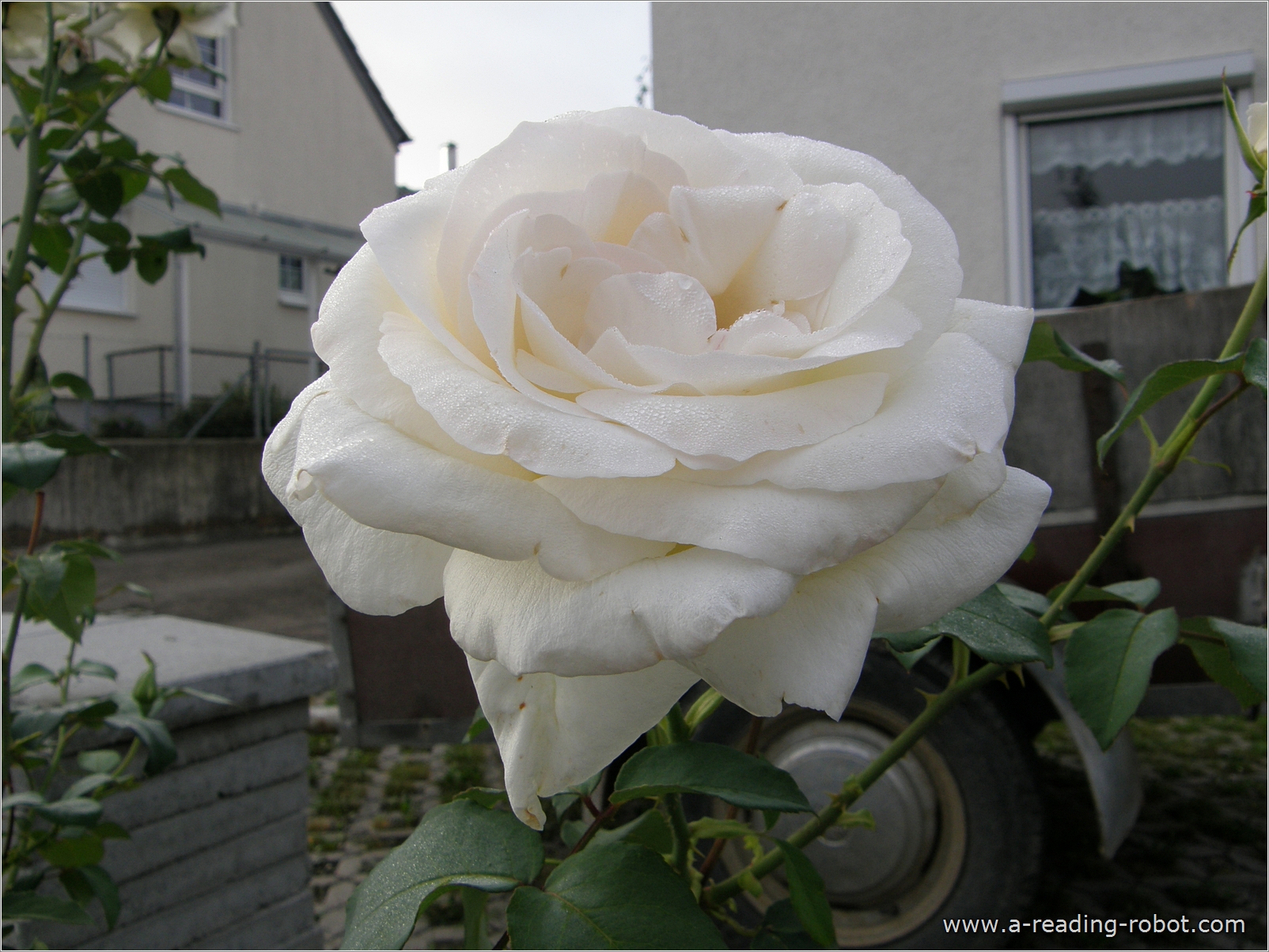 Wei�e Rose im Vorgarten