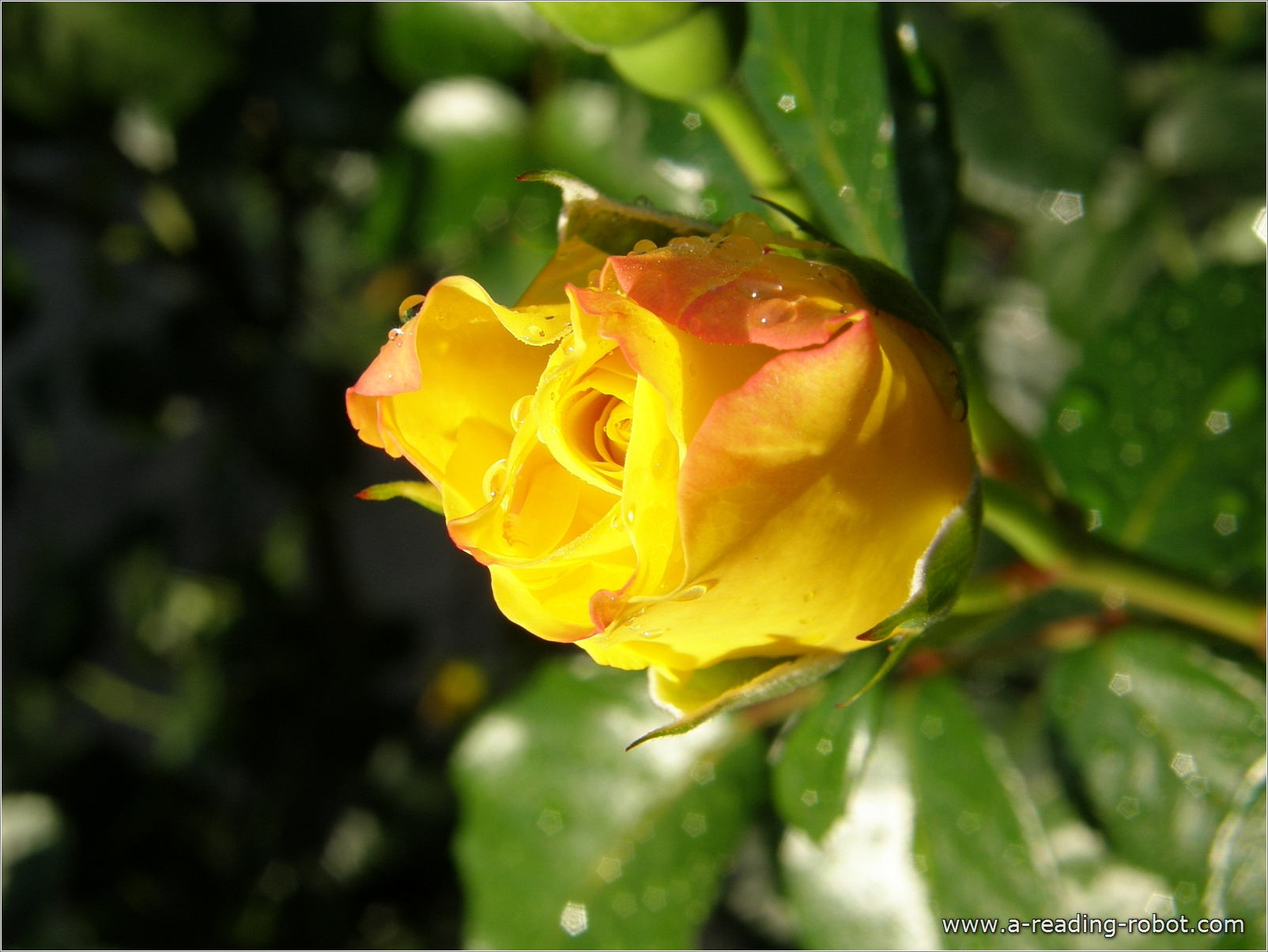 Gelbe Rose mit Tau, sich �ffnend